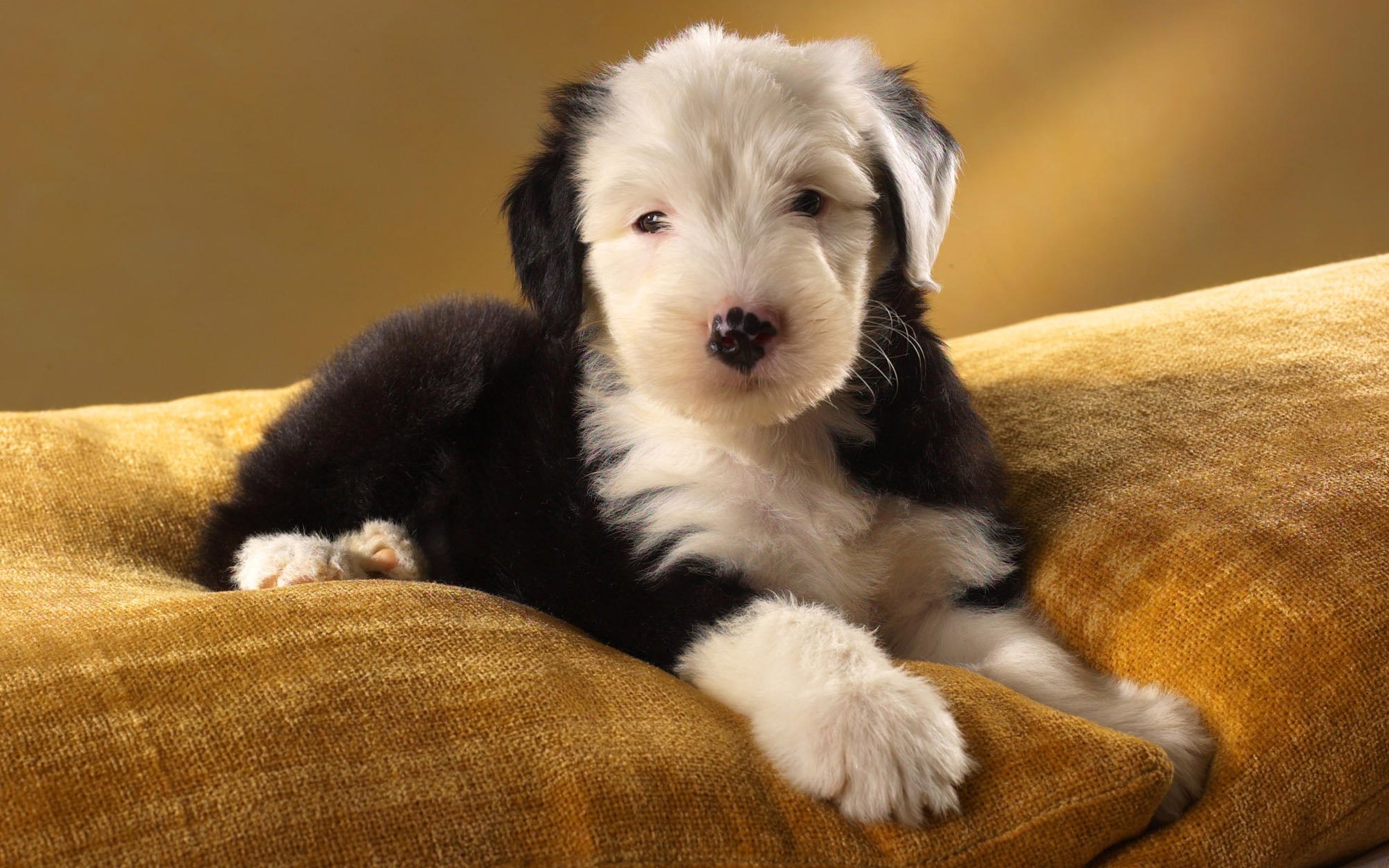 Black And White Dog Wallpapers Iphone Scerbos
black - Old English Sheepdog Puppies , HD Wallpaper & Backgrounds