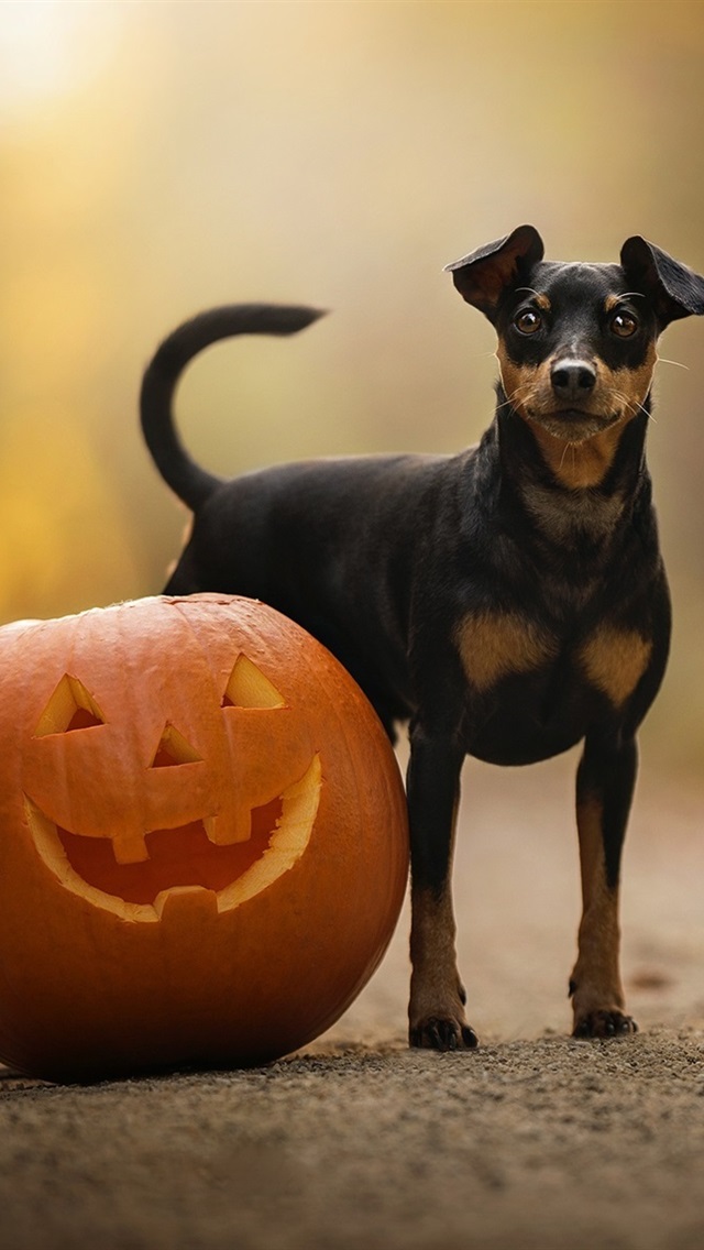 Halloween Iphone Wallpaper - Halloween Dog Wallpaper Iphone , HD Wallpaper & Backgrounds