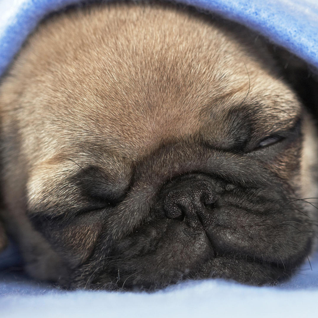 Sleepy Puppy - Sleeping Pug , HD Wallpaper & Backgrounds