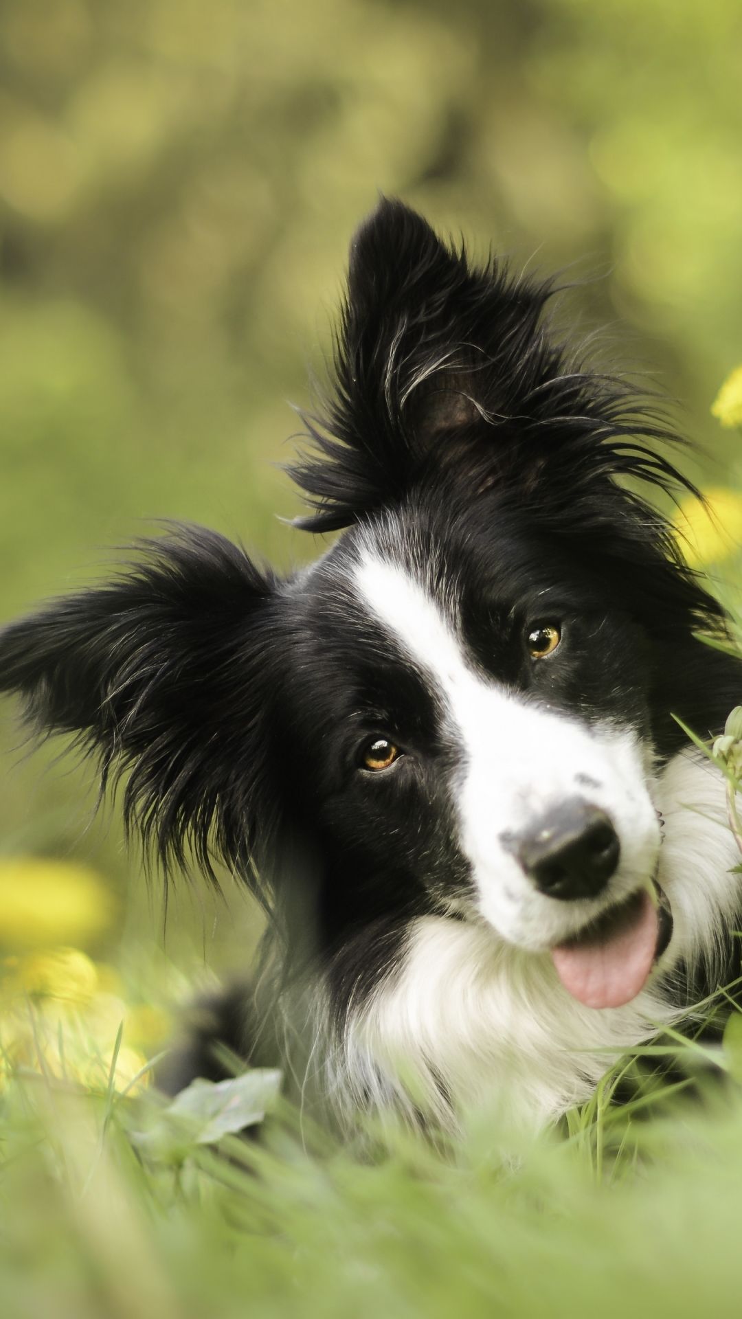 Border Collie Puppies Phone , HD Wallpaper & Backgrounds