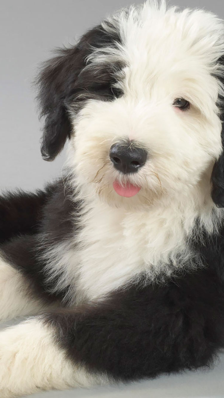 Dog Iphone Wallpaper - Old English Sheepdogs Cute , HD Wallpaper & Backgrounds