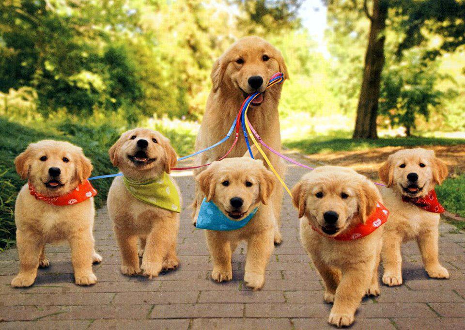Cute Puppies Wallpapers Download 5 - Golden Retriever Puppy And Dog , HD Wallpaper & Backgrounds
