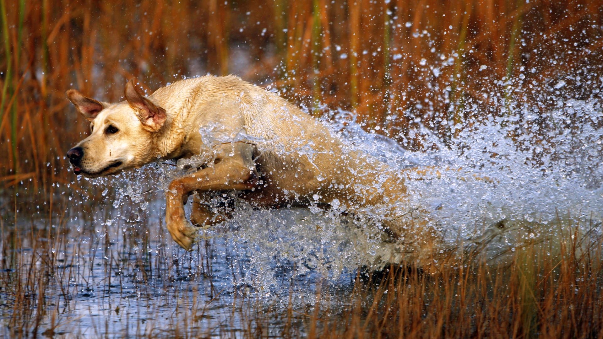 Hunting Dogs Hd , HD Wallpaper & Backgrounds