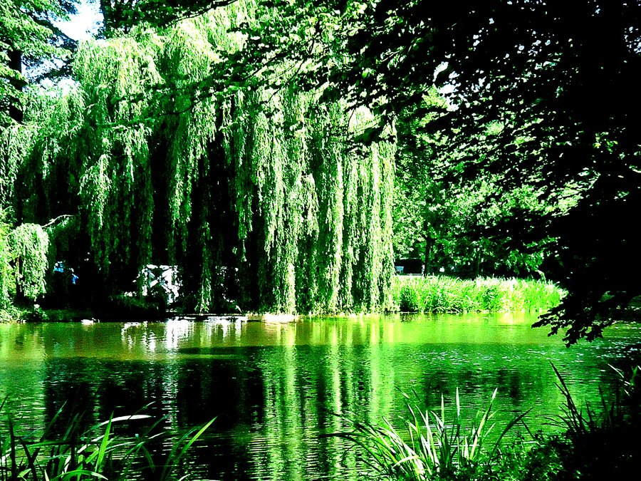 Weeping Willow Tree Wallpaper Image Search Results , HD Wallpaper & Backgrounds