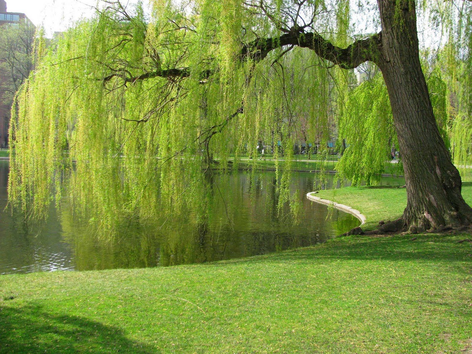 Weeping Willow , HD Wallpaper & Backgrounds