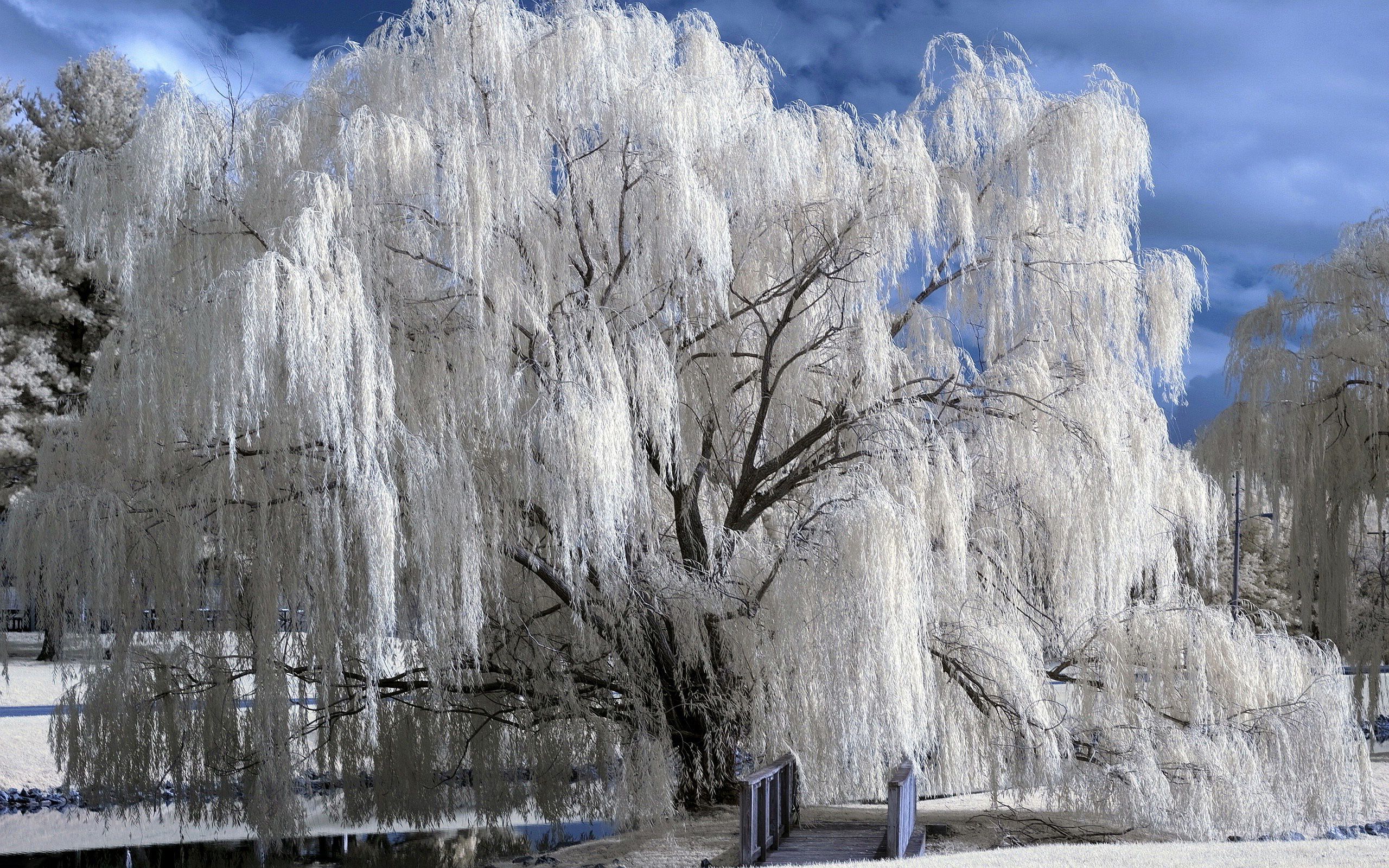 Weeping Willow Tree Snow , HD Wallpaper & Backgrounds