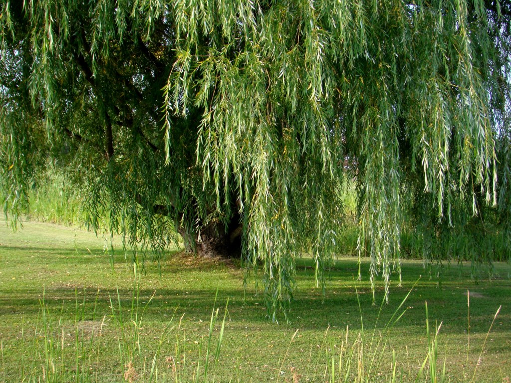 Weeping Willow Tree Wallpaper - Weeping Willow Tree Hd , HD Wallpaper & Backgrounds