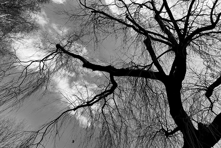 Weeping Willow, Tree, Tree Top, Branch, Bare Tree, - Monochrome , HD Wallpaper & Backgrounds