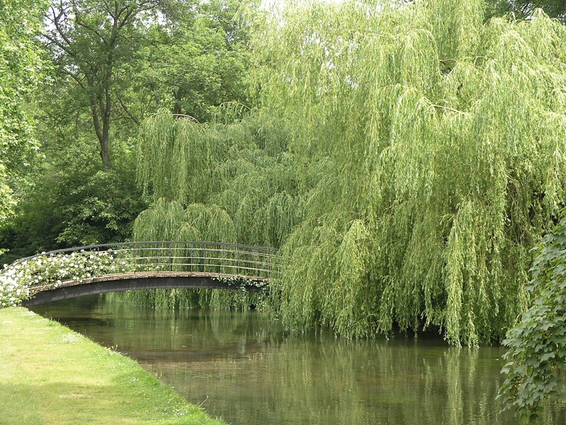 Weeping Willow Tree Wallpaper Weeping Willow - Weeping Willow Tree Bridge , HD Wallpaper & Backgrounds