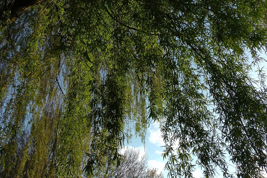 Weeping Willow, Pasture, Baumm, Willow Tree, Aesthetic, - Weeping Willow Tree Plant Max , HD Wallpaper & Backgrounds