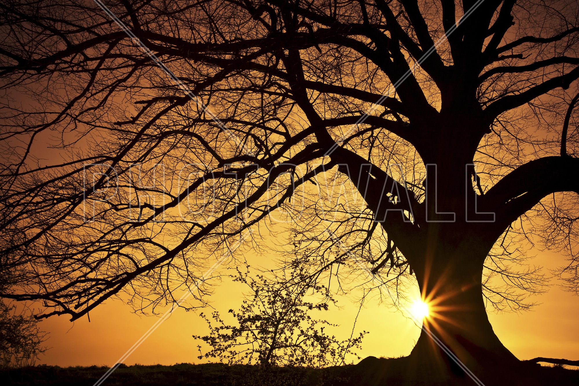 Silhouette Of A Willow Tree In Sunset - Willow Tree And Sunset , HD Wallpaper & Backgrounds