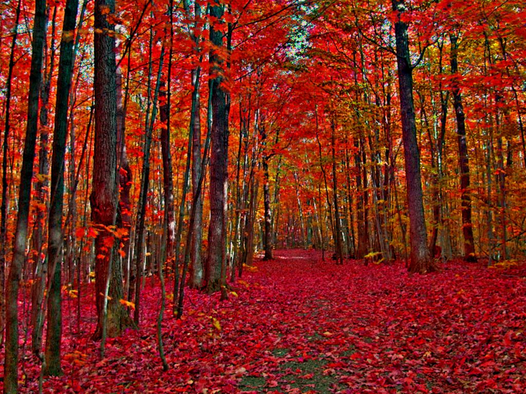 Fall Trees In Canada , HD Wallpaper & Backgrounds