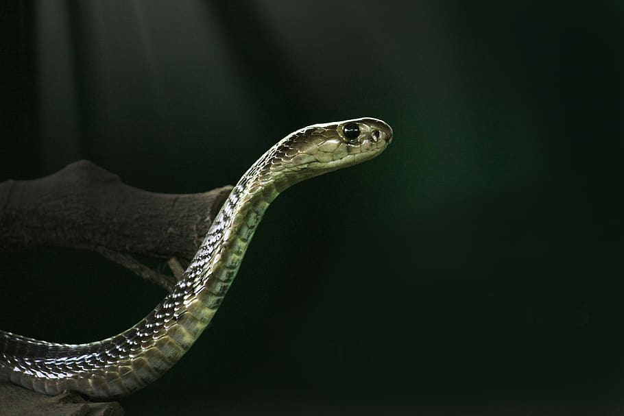 King Cobra, Snake, Animal, Wild, One Animal, Animal - King Cobra Black Snake Hd , HD Wallpaper & Backgrounds