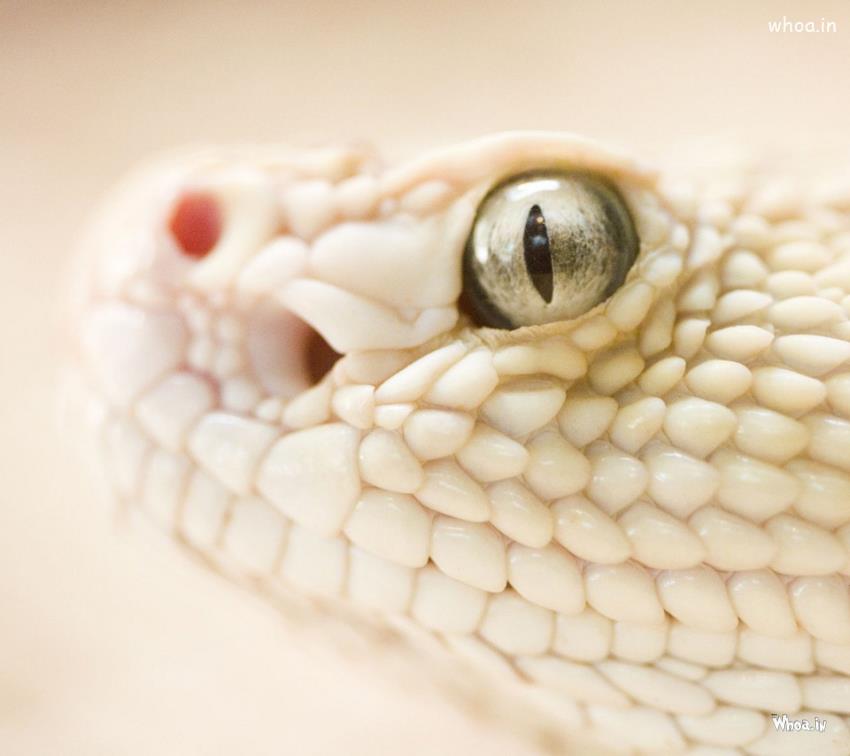 White King Cobra Hd Wallpaper - Snakes With Gold Eyes , HD Wallpaper & Backgrounds