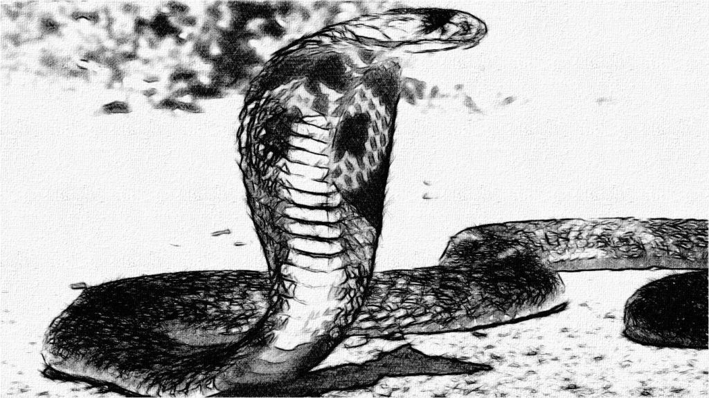 King Cobra Pics Snake Wallpaper - Indian Cobra , HD Wallpaper & Backgrounds