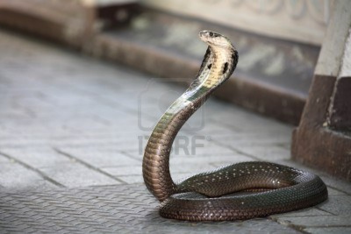 Snake Pictures King Cobra 20316 Hd Wallpapers - Snakes Ready To Attack , HD Wallpaper & Backgrounds