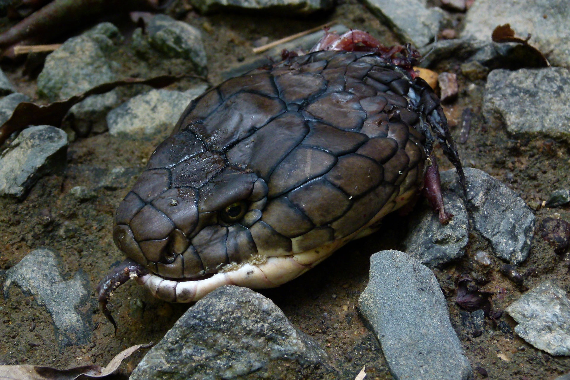 King Cobra Head - Size Of A King Cobra , HD Wallpaper & Backgrounds