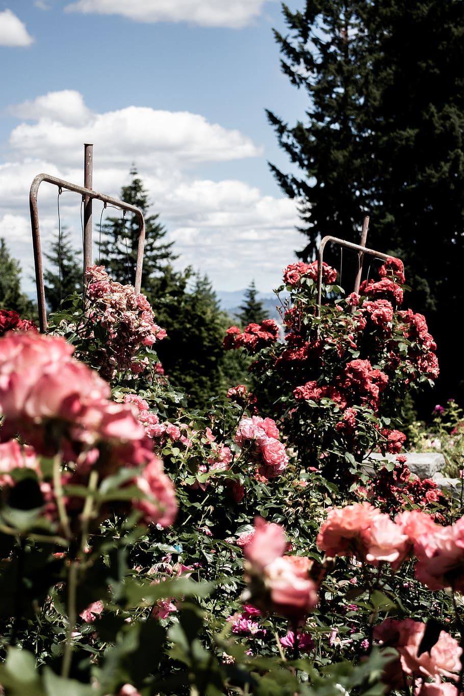 Portland, Oregon, Roses, Test Garden, Plants, Growth, - Garden Roses , HD Wallpaper & Backgrounds