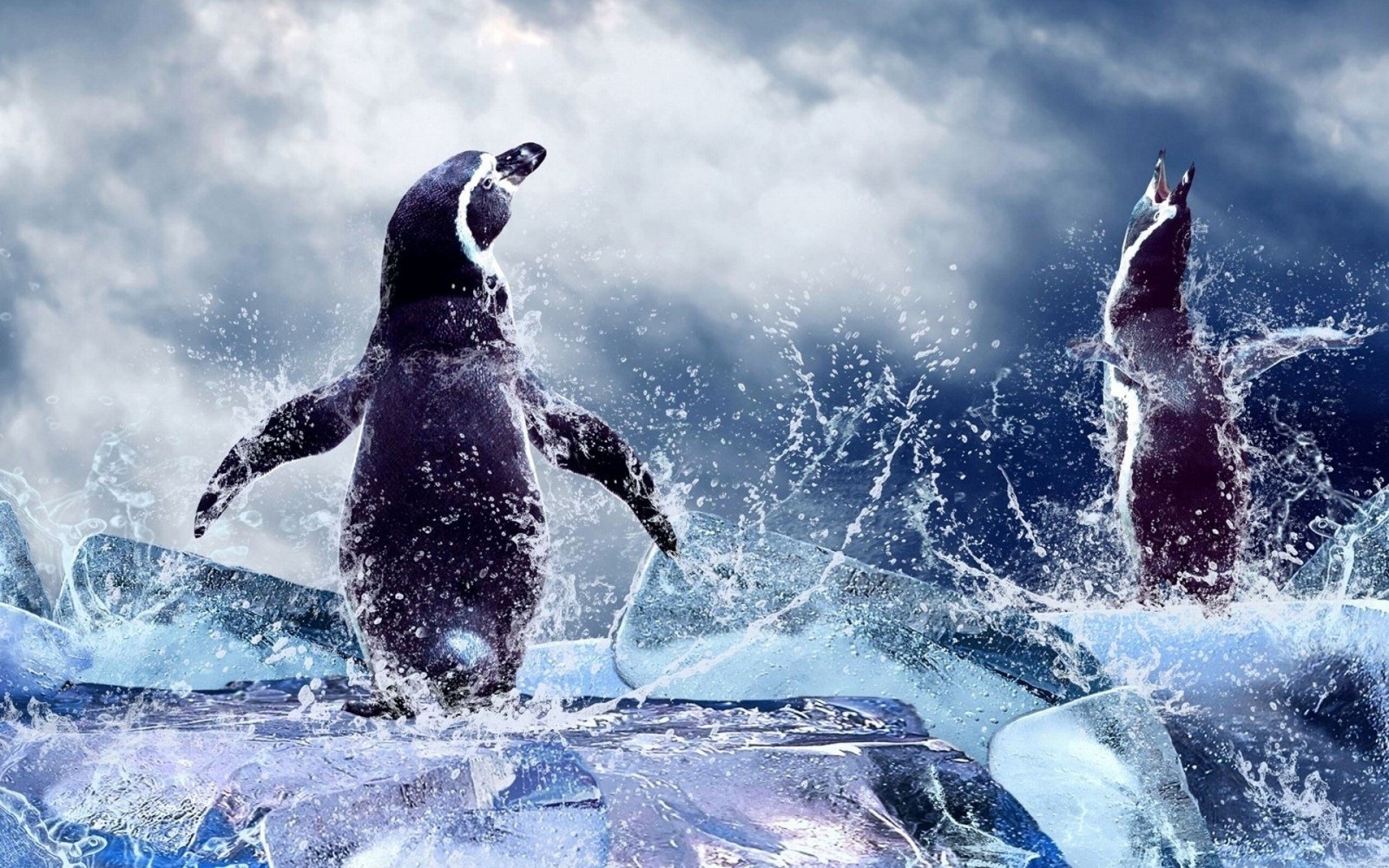 High Resolution Hd Penguin , HD Wallpaper & Backgrounds