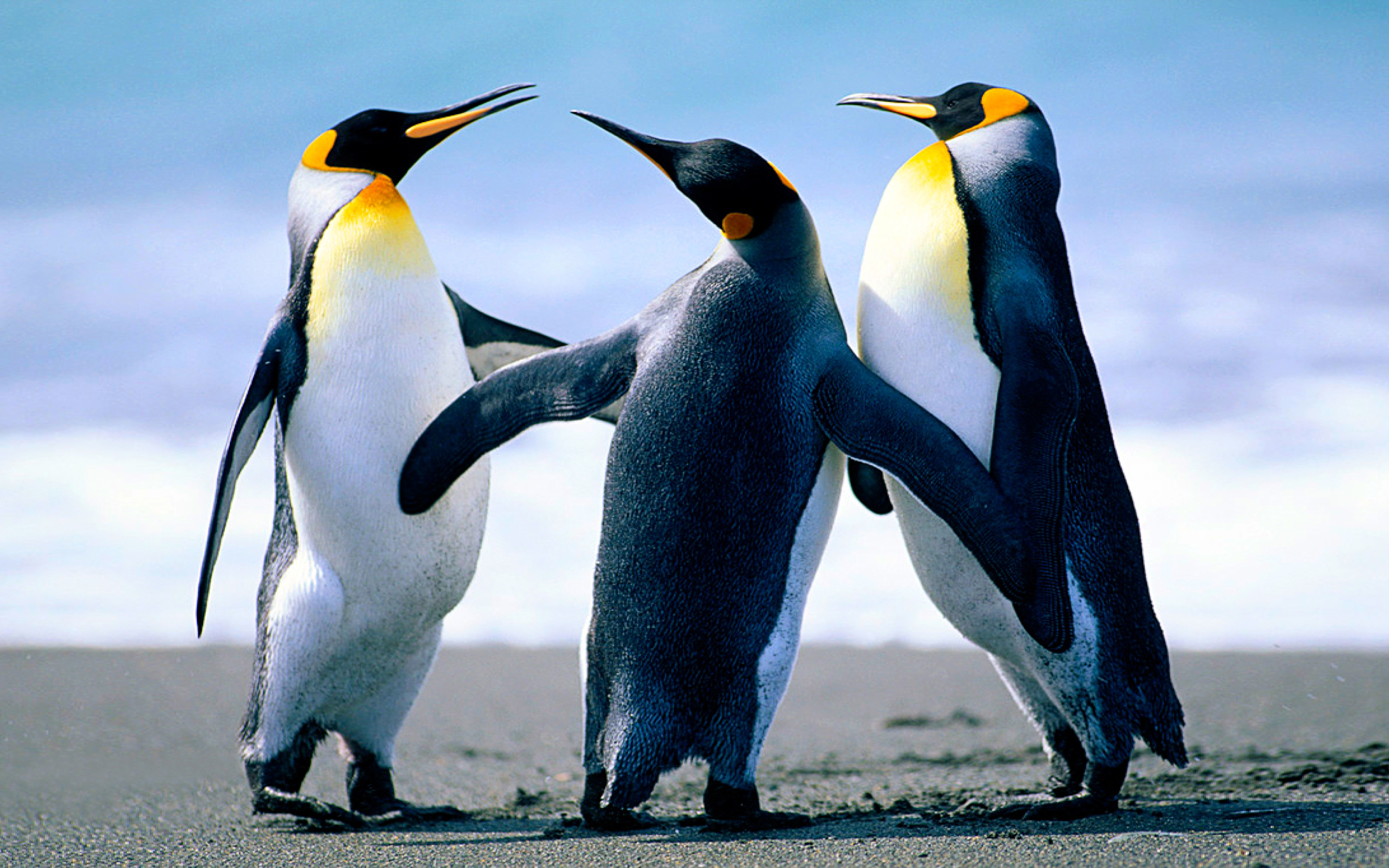 High Resolution Emperor Penguin , HD Wallpaper & Backgrounds