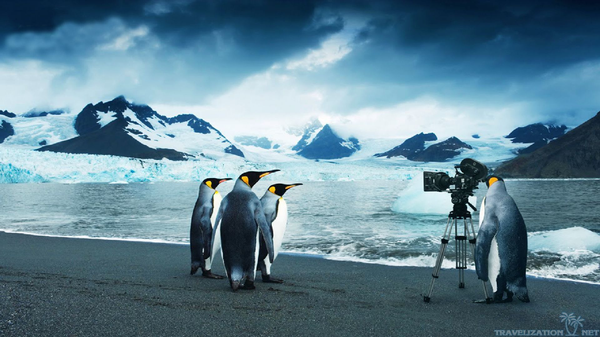 Penguin Wallpaper Desktop , HD Wallpaper & Backgrounds