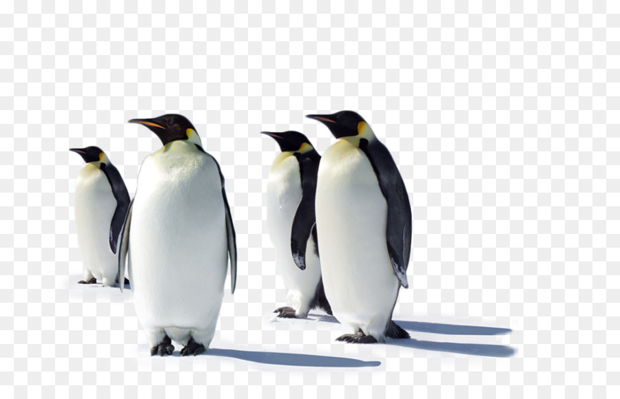 Empero Penguins , HD Wallpaper & Backgrounds