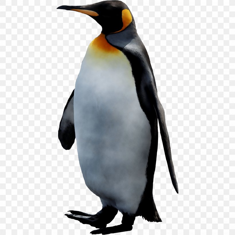 Penguin Png , HD Wallpaper & Backgrounds