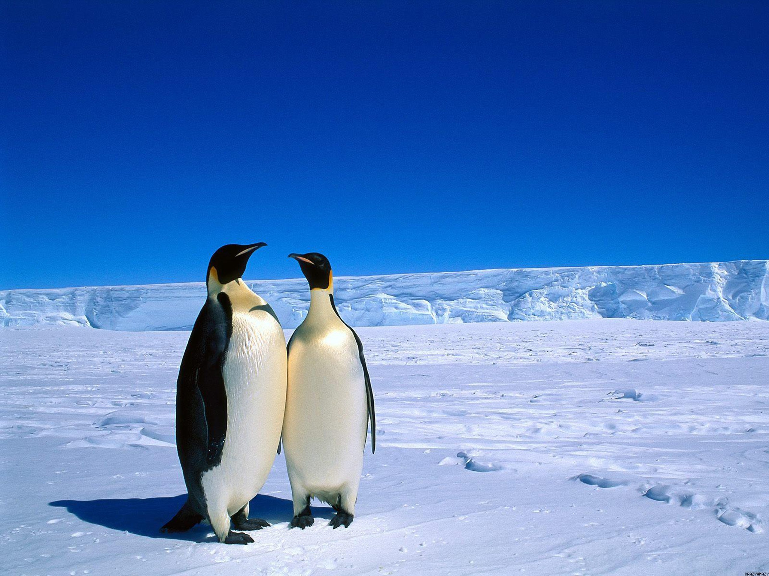 Baby Penguin Desktop Wallpaper 
 Data-src - Coldest Continent In The World , HD Wallpaper & Backgrounds