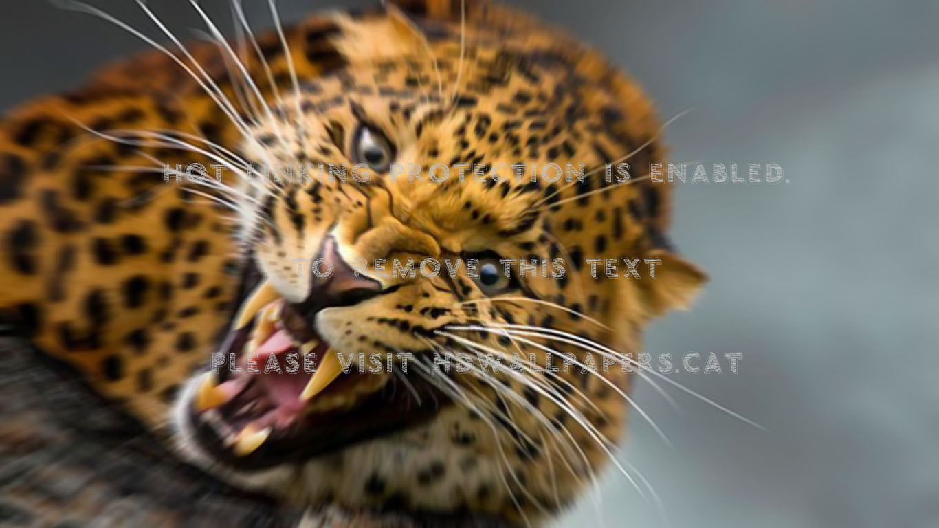 King Tiger Mask Leopard Tekken Animals - Leopard Roars , HD Wallpaper & Backgrounds
