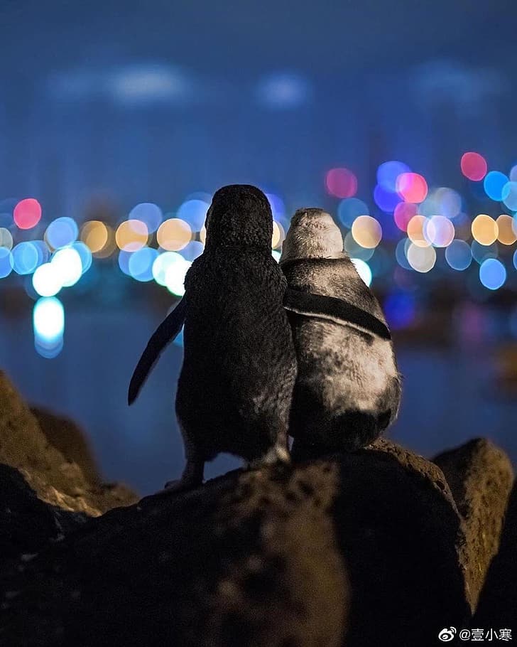Penguin, Night, Hd Wallpaper - Penguins Watching The Night Sky In Melbourne , HD Wallpaper & Backgrounds