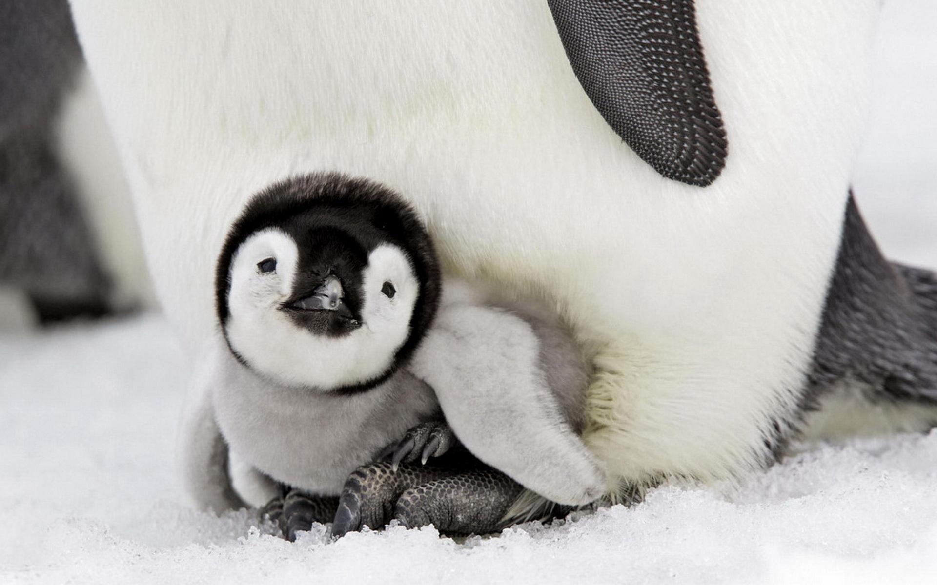 Cute Baby Penguin , HD Wallpaper & Backgrounds
