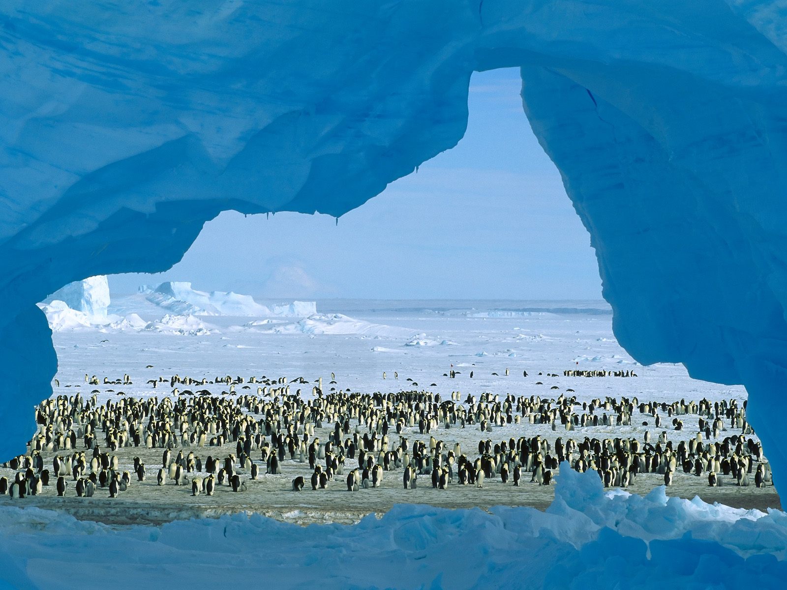 Penguins Windows 7 Animals Desktop Wallpaper - Antarctica Best Places To Visit , HD Wallpaper & Backgrounds