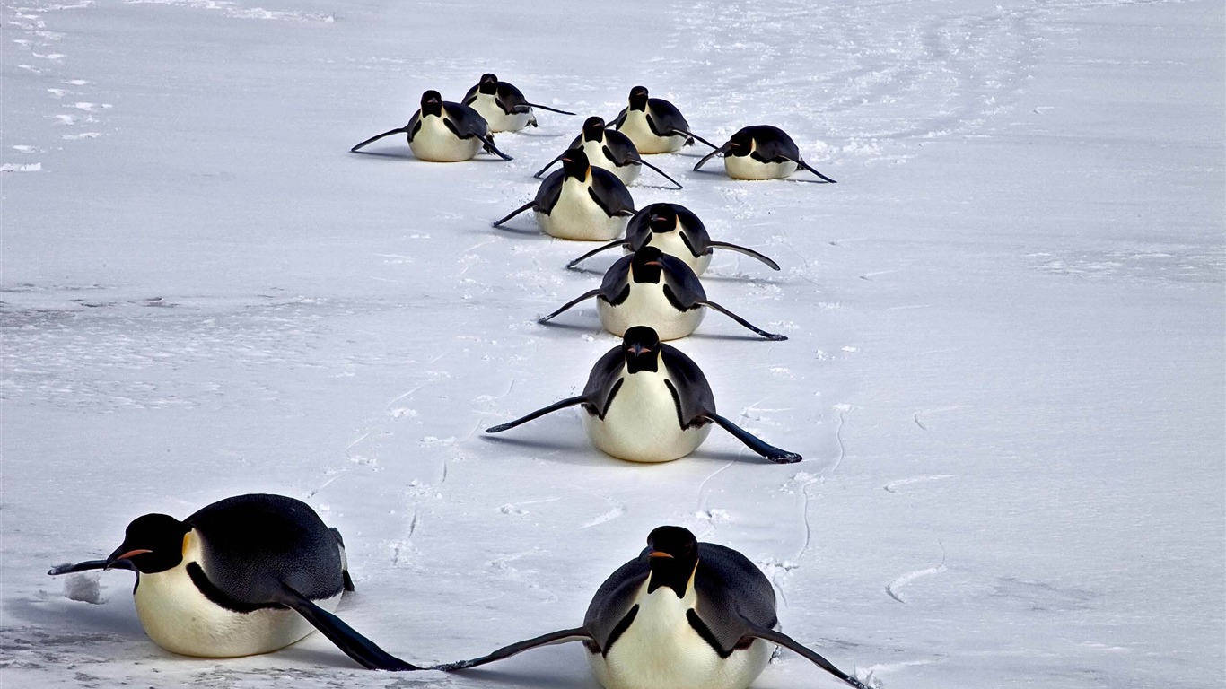 Happy Antarctic Penguins Hd Desktop Wallpaper - Adã©lie Penguin , HD Wallpaper & Backgrounds