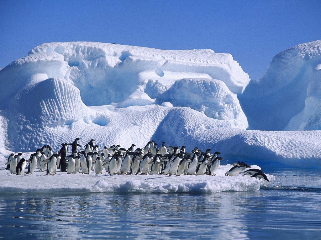 Adelie Penguins In Hope Bay, Antarctica , HD Wallpaper & Backgrounds