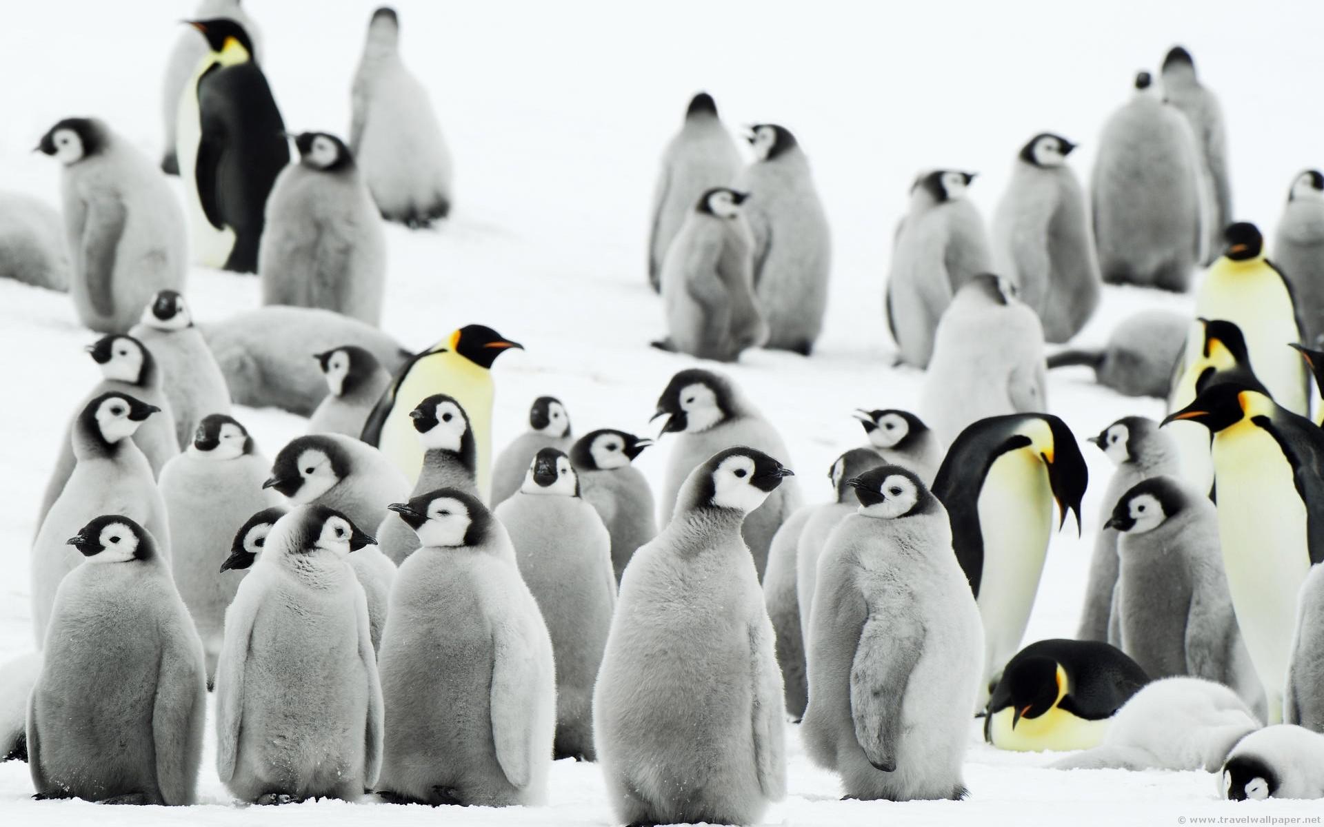 Hd Snow Birds Penguins Baby Free Desktop Background - Andre Drummond Penguin , HD Wallpaper & Backgrounds