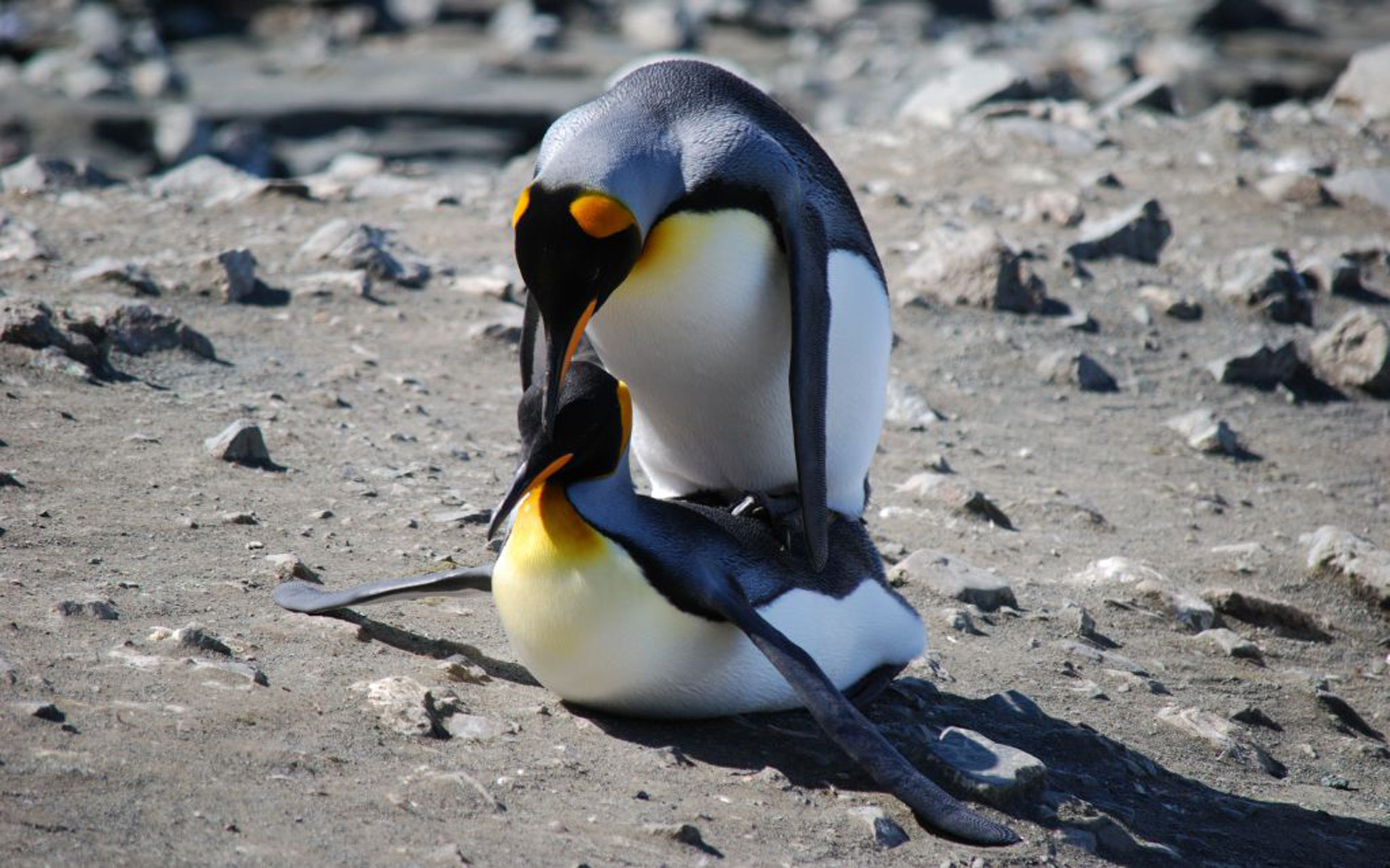 Penguin Mating , HD Wallpaper & Backgrounds