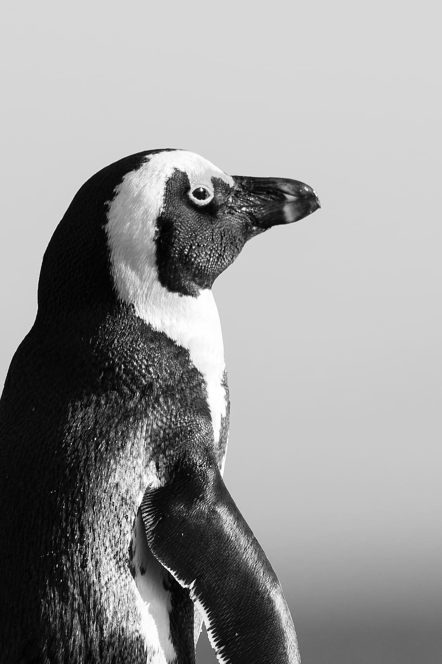 Black And White Photo Of Penguin, African Penguin, - Penguin Black And White , HD Wallpaper & Backgrounds