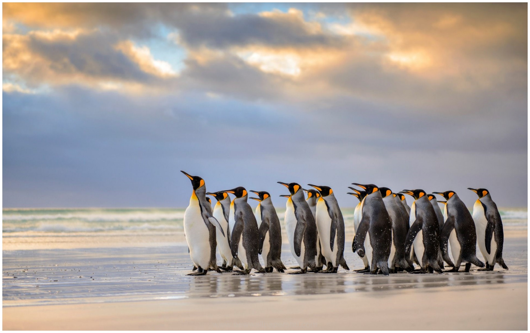 Image For King Penguins Hd Wallpaper - King Penguins On A Beach , HD Wallpaper & Backgrounds