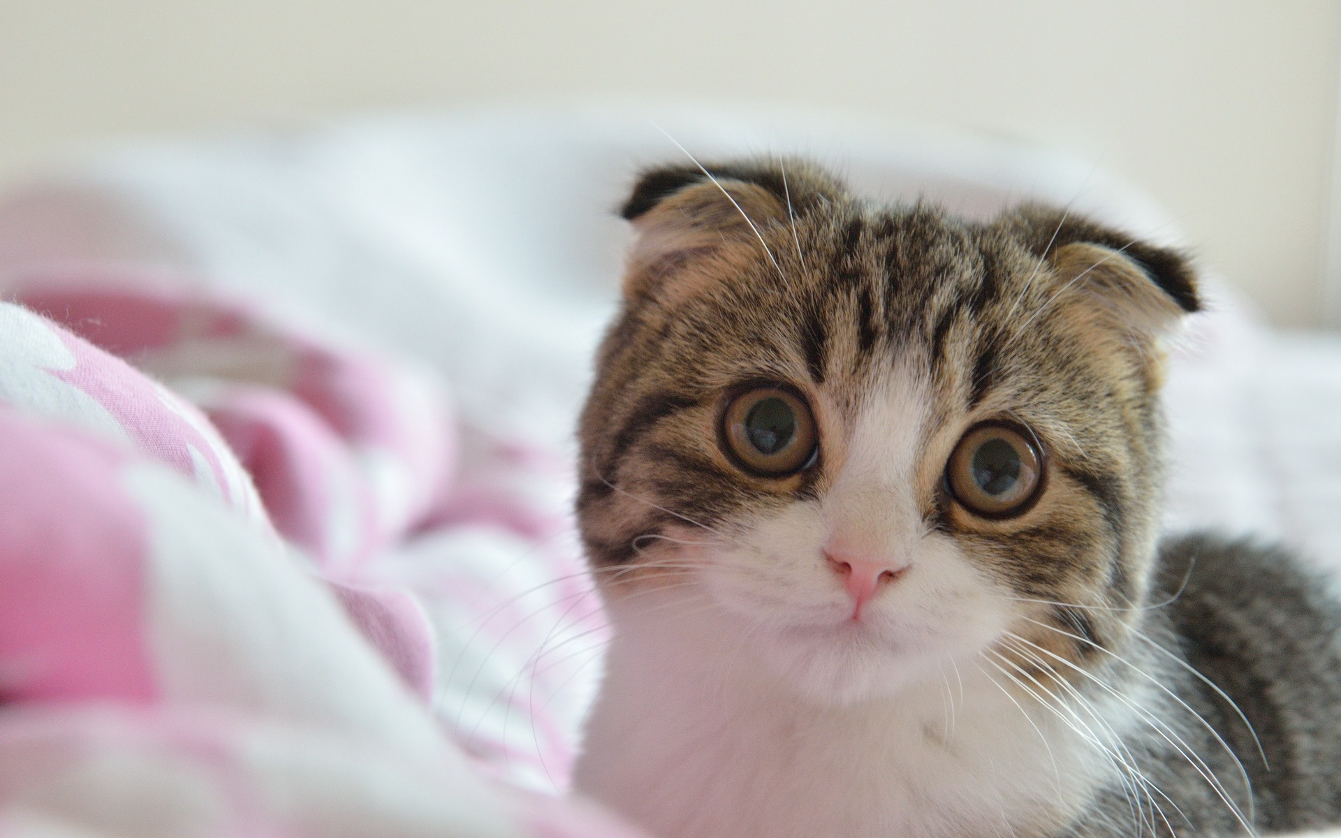 Cute Pets, Scottish Fold Cat Hd Wallpapers - Scottish Fold , HD Wallpaper & Backgrounds