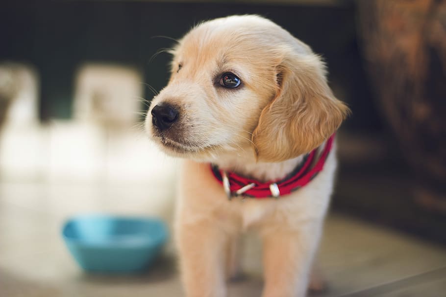 Selective Focus Photography Of Short-coated Brown Puppy - Puppy Dog Images Hd , HD Wallpaper & Backgrounds