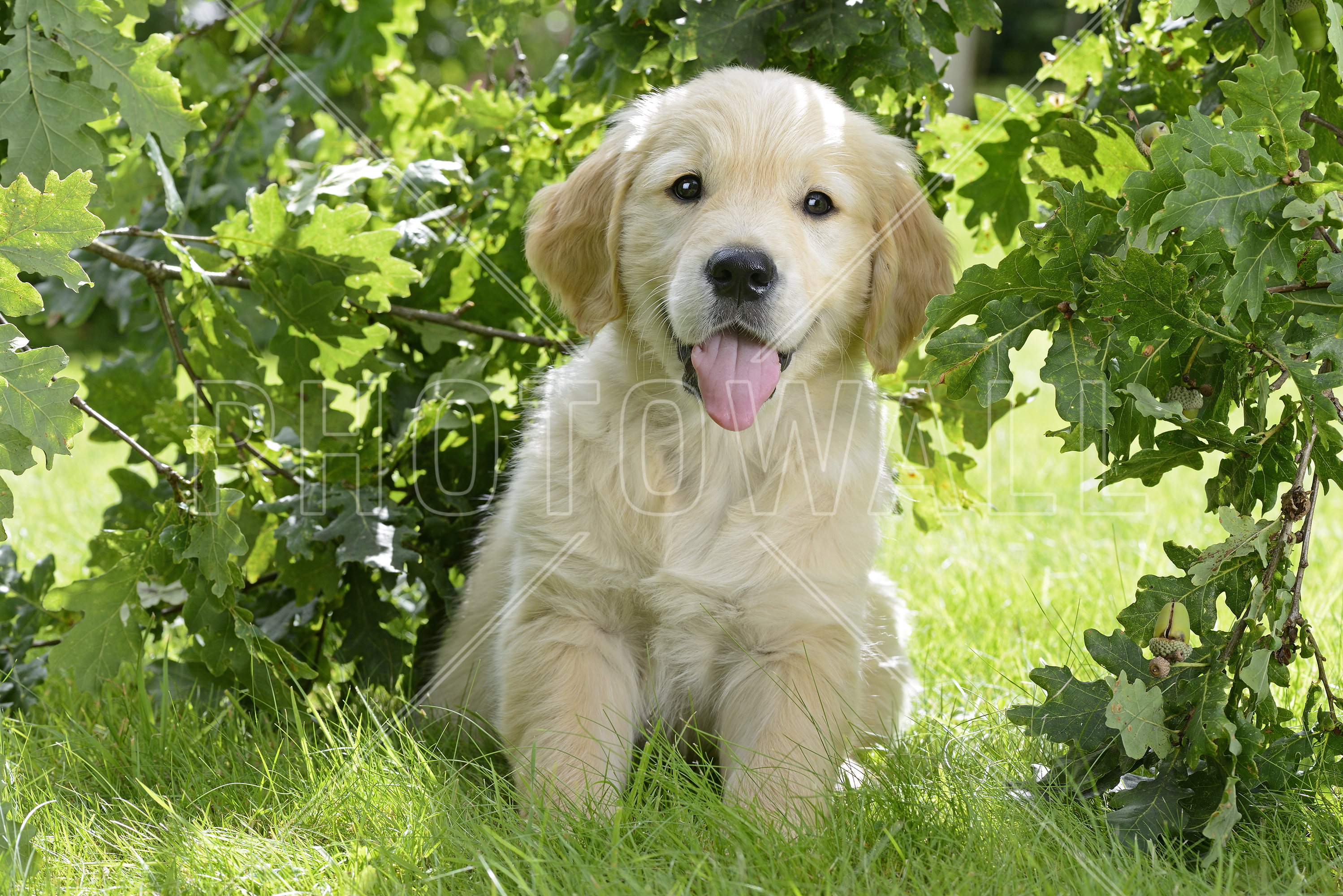 Golden Retriever Puppy - Golden Retriever Puppies , HD Wallpaper & Backgrounds