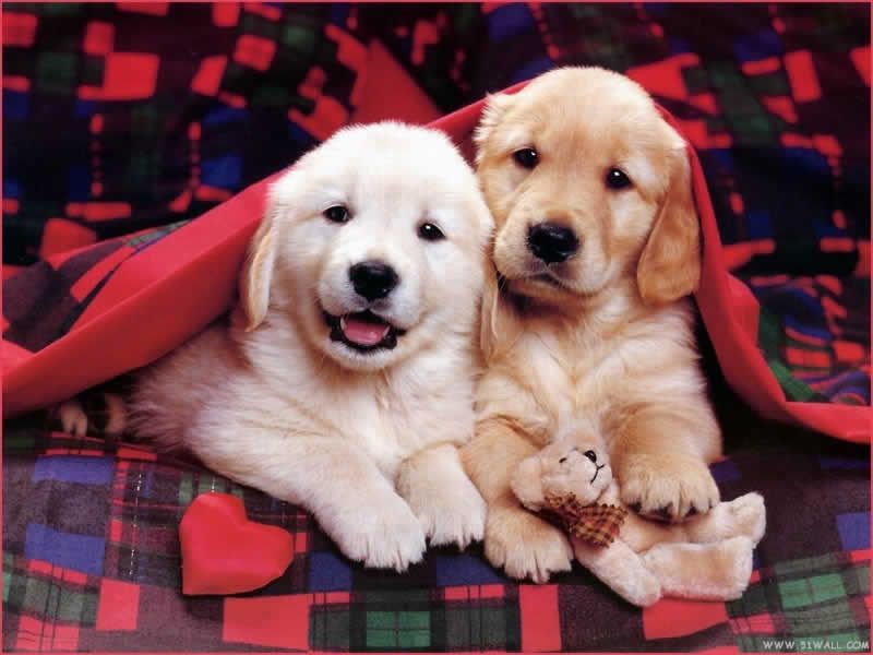 Golden Retriever Puppy Dog , HD Wallpaper & Backgrounds