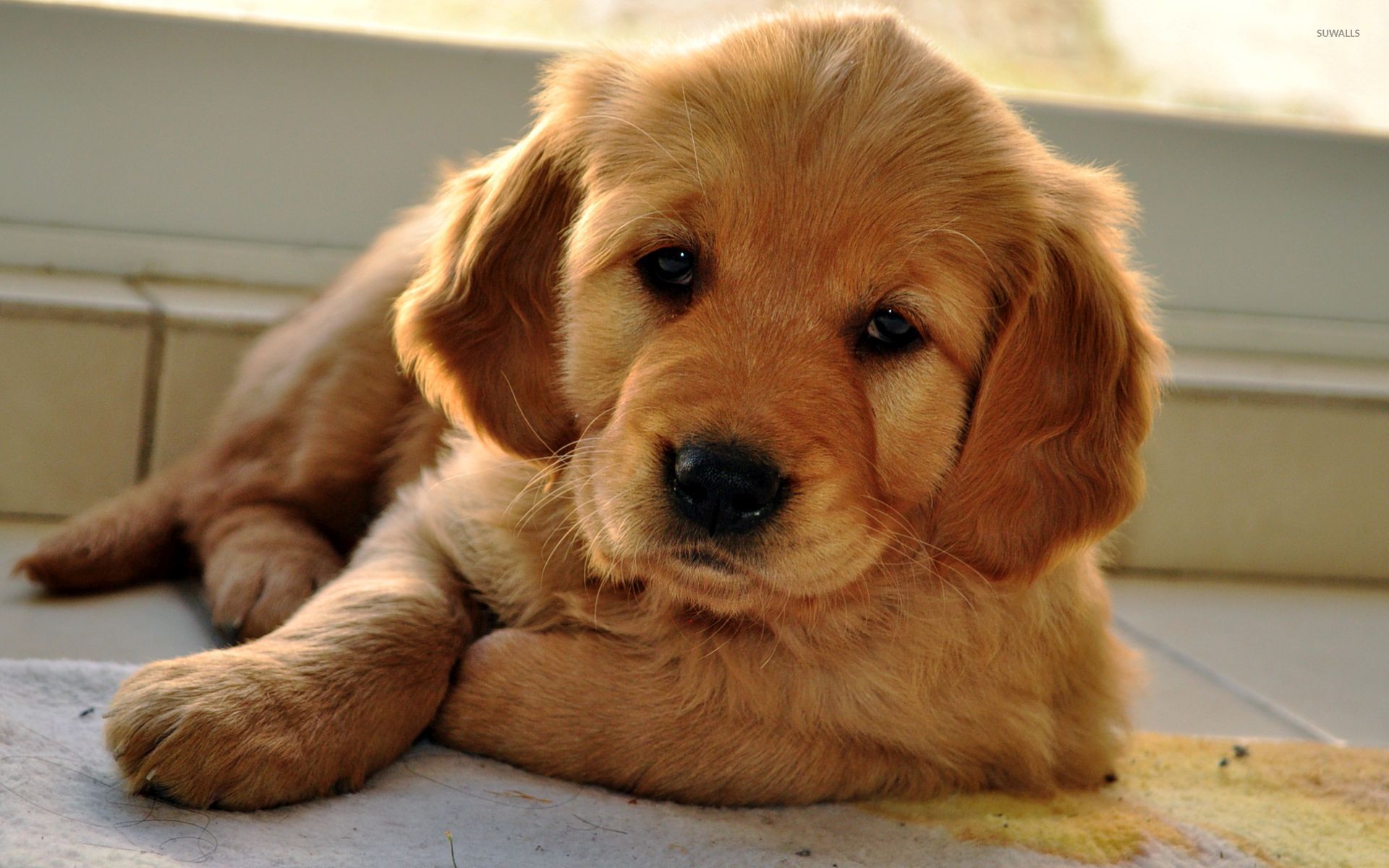 Golden Retriever Gold Puppy , HD Wallpaper & Backgrounds