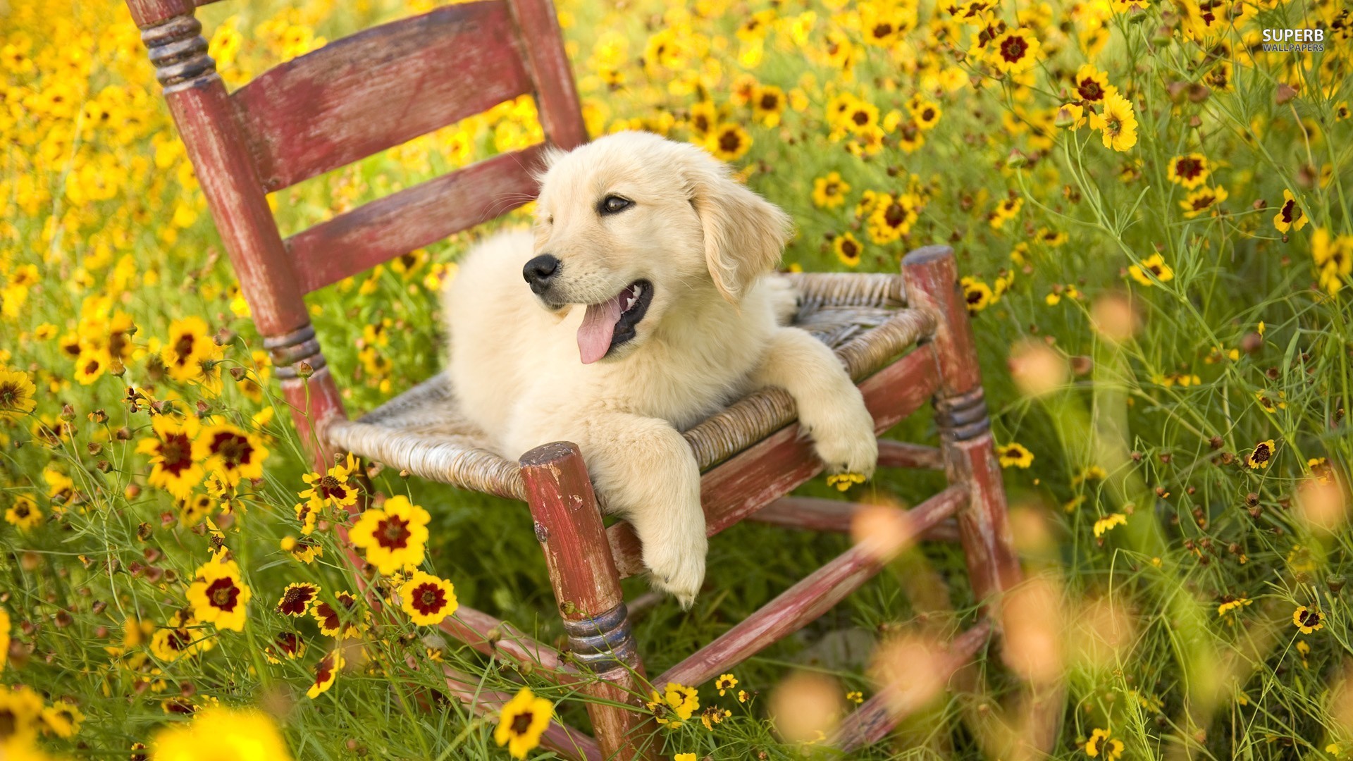 Pics Of A Golden Retriever Puppy Wallpaper - Golden Retriever In Spring , HD Wallpaper & Backgrounds
