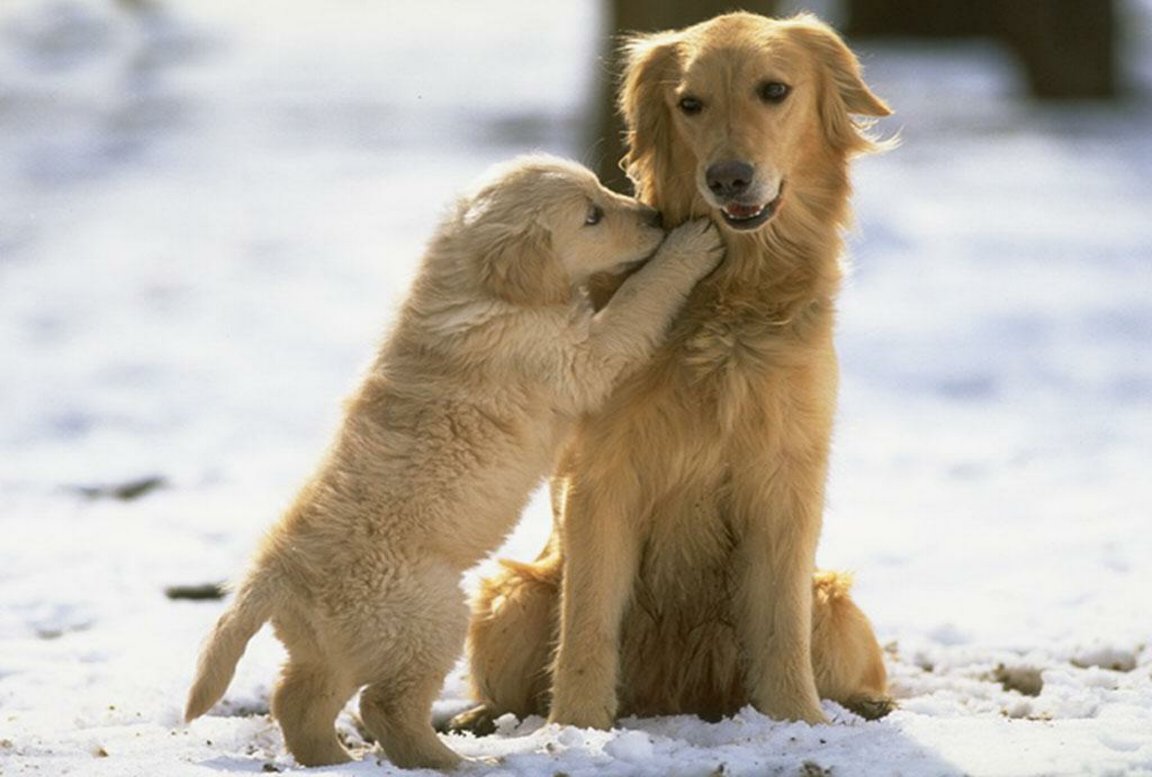 Golden Retriever Puppy Wallpaper - Cute Pics Of Golden Retriever Puppies , HD Wallpaper & Backgrounds