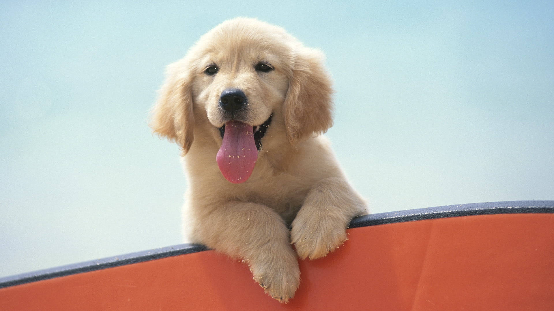 Golden Retriever Puppy Wallpaper Hd , HD Wallpaper & Backgrounds