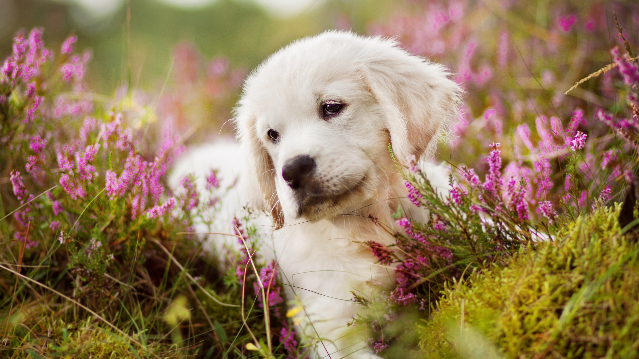 Golden Retriever , HD Wallpaper & Backgrounds