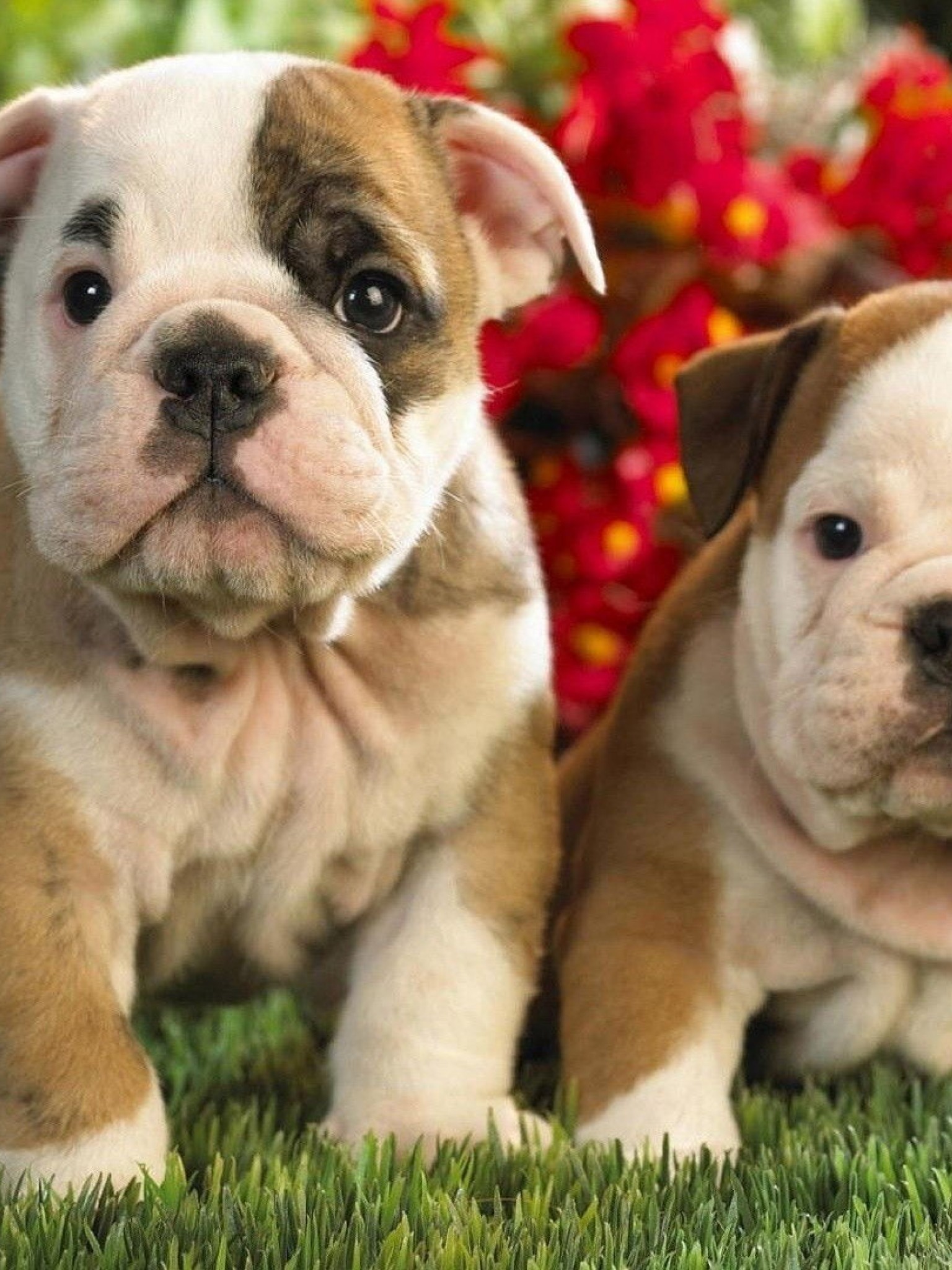 English Bulldog Wallpaper Iphone (#3258074) - HD Wallpaper