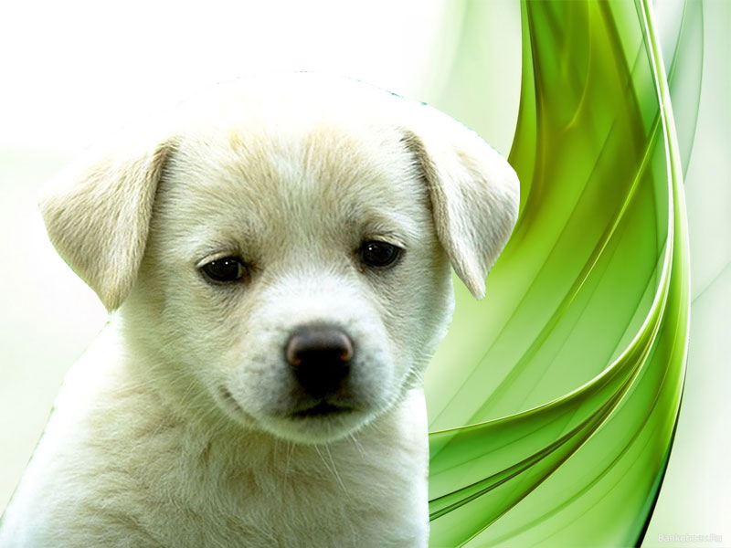 Puppies Wallpapers Cute Puppies Wallpapers Puppies - Dog Of My Life , HD Wallpaper & Backgrounds