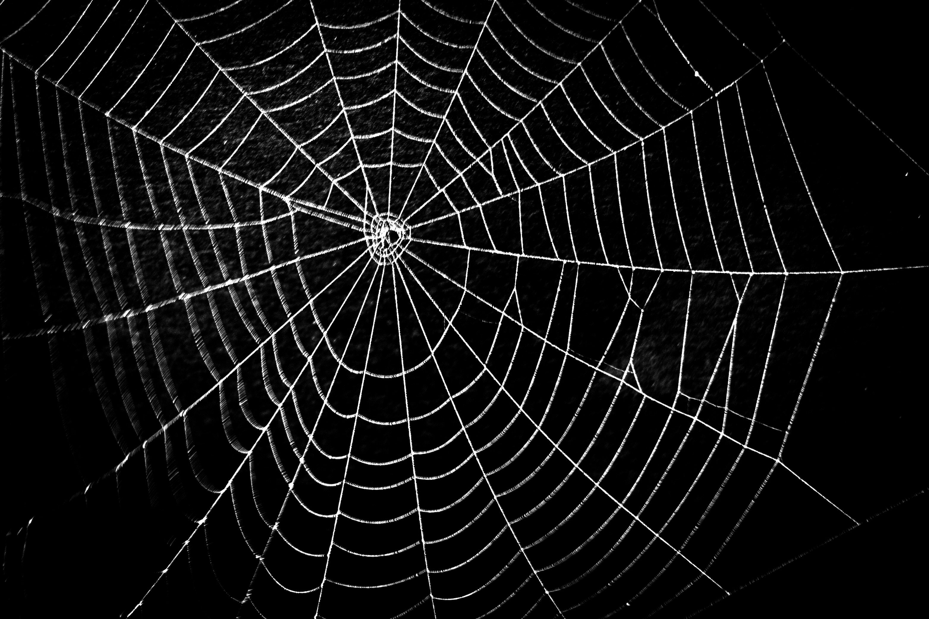Spider Web Wallpaper - Viermastbark Passat , HD Wallpaper & Backgrounds